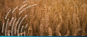 wheat commodity finance grains agriculture supply